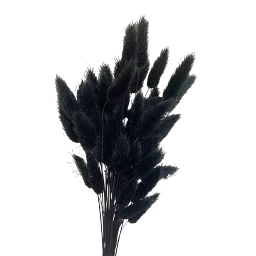 Aniyan 50 Stück Kaninchenschwanzgras Getrocknet Trockenblumen, Flauschige Bunny Tails Strauß, Lagurus Trockenblumen Deko für Vase Hochzeit Boho Wohnzimmer Tischdeko (Schwarz) von Aniyan