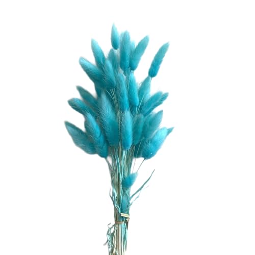 Aniyan 50 Stück Kaninchenschwanzgras Getrocknet Trockenblumen, Flauschige Bunny Tails Strauß, Lagurus Trockenblumen Deko für Vase Hochzeit Boho Wohnzimmer Tischdeko (Seeblau) von Aniyan