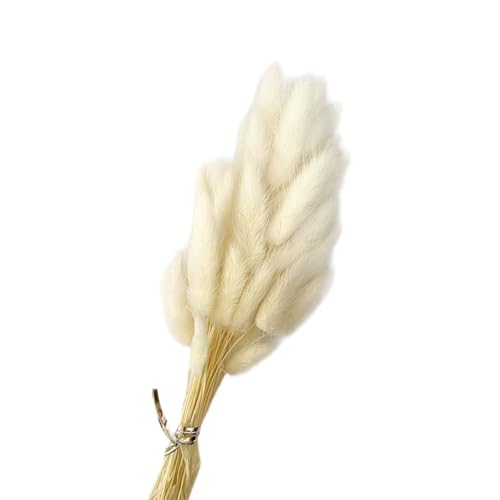 Aniyan 50 Stück Kaninchenschwanzgras Getrocknet Trockenblumen, Flauschige Bunny Tails Strauß, Lagurus Trockenblumen Deko für Vase Hochzeit Boho Wohnzimmer Tischdeko (Weiß) von Aniyan