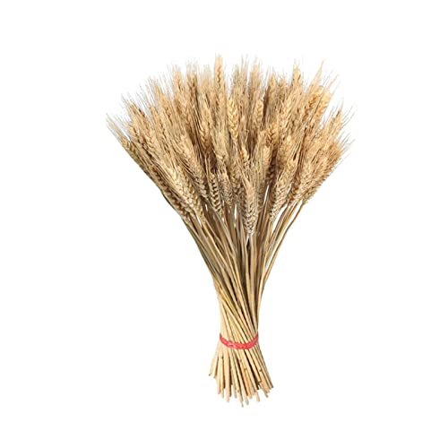 Anloximt 100 Stück Getrocknete Weizengarben Bündel getrocknete Weizenstängel getrocknete Weizenstängel Weizenkorn Blumen Herbst Arrangement für Handwerk Home Tisch Hochzeit Anloximt 100 Stück Getrocknete Weizengarben Bündel getrocknete Weizenstängel getrocknete Weizenstängel Weizenkorn Blumen Herbst Arrangement für Handwerk Home Tisch Hochzeit von Anloximt