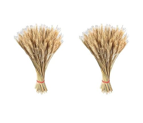 Anloximt 200 Stück Getrocknete Weizengarben Bündel getrocknete Weizenstängel getrocknete Weizenstängel Weizenkorn Blumen Herbst Arrangement für Handwerk Home Tisch Hochzeit von Anloximt
