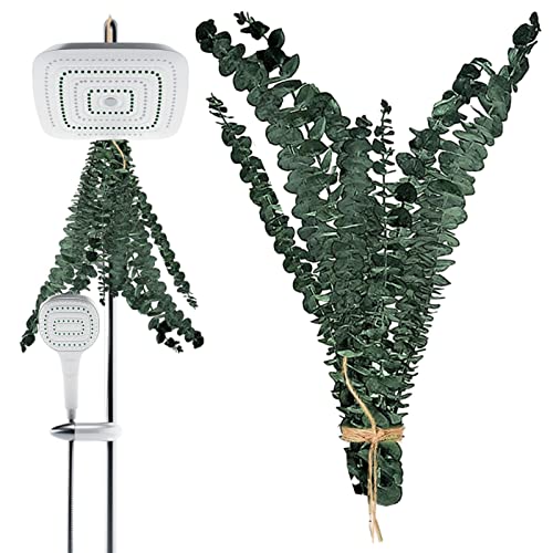 Anloximt 20Pack Eukalyptus Duschbündel Badezimmer Echter Eukalyptus Eukalyptuszweige Grüne Eukalyptuspflanze Eukalyptuspflanze für SPA Hochzeit Haus von Anloximt