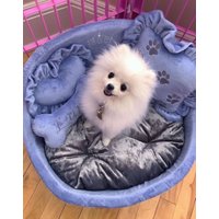 Hundebett Aus Lavendel Minky & Grauem Samt Personalisiertes Haustierbett von AnnaHappydog