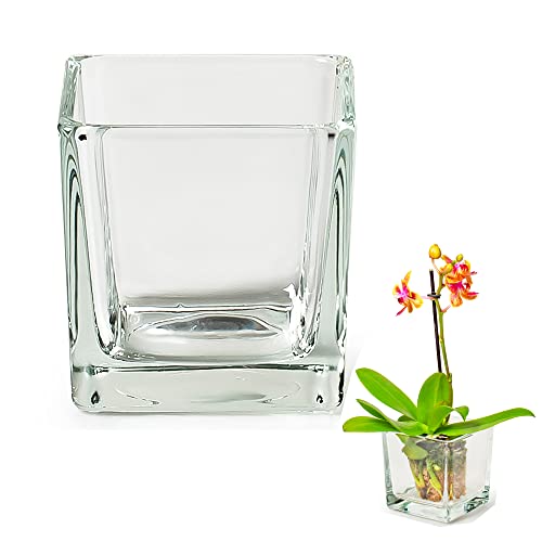 6 x stilvolle und Massive Glaswürfel als Windlicht für Teelichter 8 x 8 x 8 cm - auch als Vorspeisengläser Dessertgläser oder Vase einsetzbar von Annastore