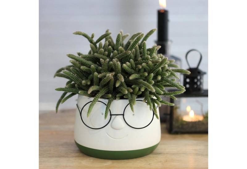 Annastore Übertopf Blumenübertöpfe in witzigem Design (Übertöpfe für Zimmerpflanzen), Blumentöpfe - Übertöpfe aus Keramik - Lustige Blumentöpfe von Annastore