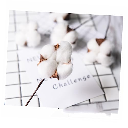 Anneome Dried Cotton Stems Kunstblumen Für Hochzeiten Und Dekoration Naturlook Baumwollzweig Für Tisch Und Für Projekte Und Wohnaccessoires Anneome Dried Cotton Stems Kunstblumen Für Hochzeiten Und Dekoration Naturlook Baumwollzweig Für Tisch Und Für Projekte Und Wohnaccessoires von Anneome