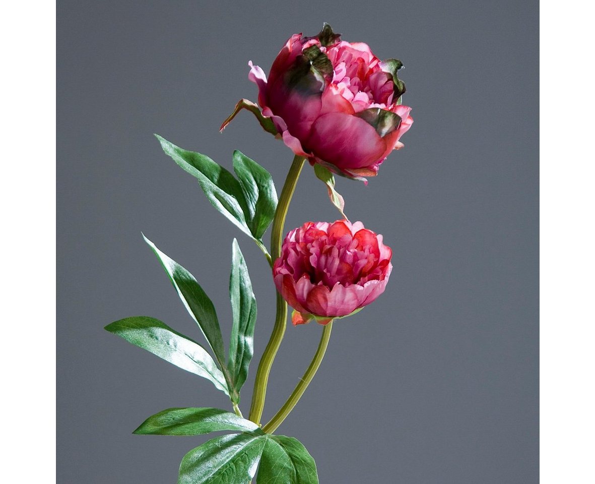 Kunstblume Wunderschöne Kunstblume Pfingstrose mit 2 Blüten pink beere L60 cm, Annimuck von Annimuck