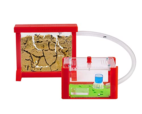 AntHouse - Natürliche Ameisenfarm aus Sand | 3D Basic Set (Sandwich + Futterbox) Rot | Inklusive Ameisen von AntHouse