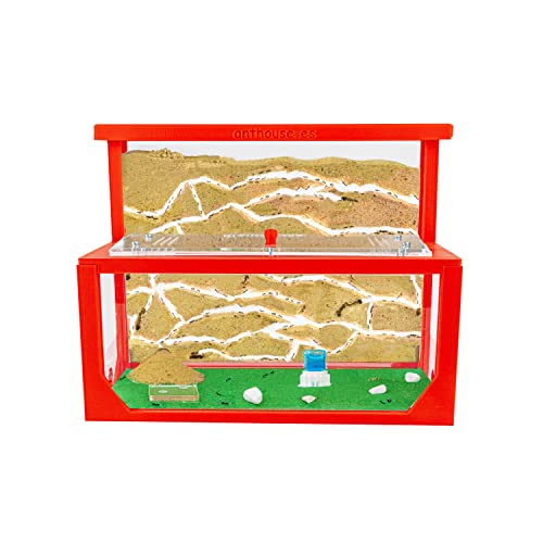 AntHouse - Natürliche Ameisenfarm aus Sand 3D | Modell L (Sandwich + Futterbox) Rot | Ant Farm | Inklusive Ameisenkolonie von AntHouse