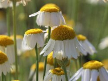 Färber-Hundskamille 'Alba', Anthemis tinctoria 'Alba', Topfware von Anthemis tinctoria 'Alba'