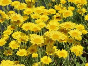 Färber-Hundskamille 'Dwarf Form', Anthemis tinctoria 'Dwarf Form', Topfware von Anthemis tinctoria 'Dwarf Form'