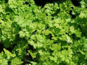 Echter Kerbel, Anthriscus cerefolium, Topfware von Anthriscus cerefolium