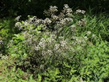 Purpur-Wiesen-Kerbel 'Ravenswing', Anthriscus sylvestris 'Ravenswing', Topfware von Anthriscus sylvestris 'Ravenswing'