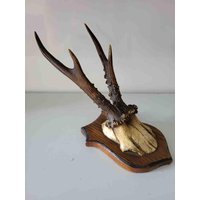 Altes Rehbock Geweih, Gehörn, Trophäe Altes Rehbock Geweih, Gehörn, Trophäe von AntikDekoVintage