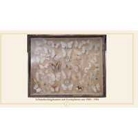 Antiker Schmetterlingskasten Mit Exemplaren Aus 1900 - 1904. Sammlerstück, Inkl. Herkunft Und Entomologen von AntiqueEtTresChique
