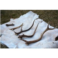 Rotes Hirschgeweih | Rotwild | Cervus Elaphus Preise in Optionen | Pro Stück Craft Grade Rotes Hirschgeweih | Rotwild | Cervus Elaphus Preise in Optionen | Pro Stück Craft Grade von AntlerHunterEU