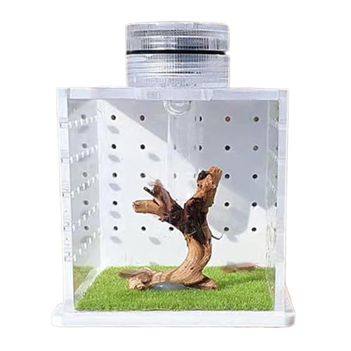 Springspinne Terrarium Transparent Vogelspinne Gehege Futterbox mit Licht Luftbefeuchter Reptiliengehege Tank für Kleine Baumbewohner Reptilien Amphibien Spinnen Springspinne Terrarium Transparent Vogelspinne Gehege Futterbox mit Licht Luftbefeuchter Reptiliengehege Tank für Kleine Baumbewohner Reptilien Amphibien Spinnen von Anulely