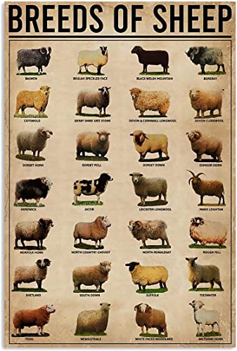 Aoevc Blechschild mit Aufschrift "Breeds of Sheep Farm", Metall-Blechschilder, Geschenk für Freunde, Familie, Unterhaltung, Metall-Blechschild, 20,3 x 30,5 cm von Aoevc
