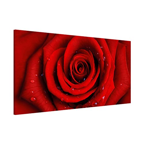 Apalis Rosenbild Magnettafel - Rote Rose mit Wassertropfen - Blumenbild Memoboard Quer 37cm x 78cm Größe HxB:37cm x 78cm von Apalis