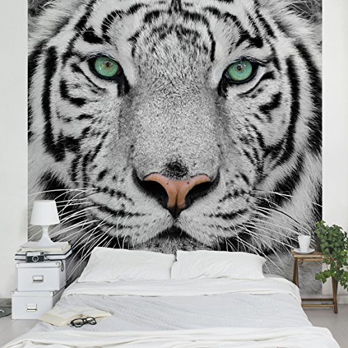 Apalis 95505 Vlies / Fototapete weißer Tiger Quadrat | Vlies Tapete Wandtapete Wandbild Foto 3D Fototapete für Schlafzimmer Wohnzimmer Küche | Größe: 192x192 cm von Apalis