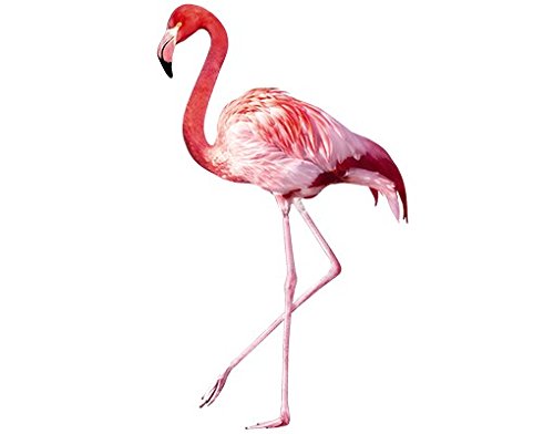 Apalis Fenstersticker Fensterfolie Pink Flamingo Fensterbilder HxB: 84 x 50cm von Apalis