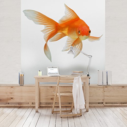 Apalis Kindertapeten Vliestapeten Goldfish Is Watching You Fototapete Quadrat | Vlies Tapete Wandtapete Wandbild Foto 3D Fototapete für Schlafzimmer Wohnzimmer Küche | Größe: 192x192 cm, orange, 97708 von Apalis