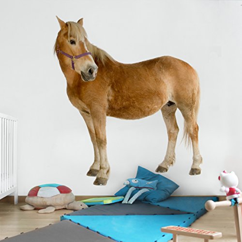 Apalis Kindertapeten Vliestapeten Haflinger Fototapete Quadrat | Vlies Tapete Wandtapete Wandbild Foto 3D Fototapete für Schlafzimmer Wohnzimmer Küche | Größe: 192x192 cm, braun, 97727 von Apalis