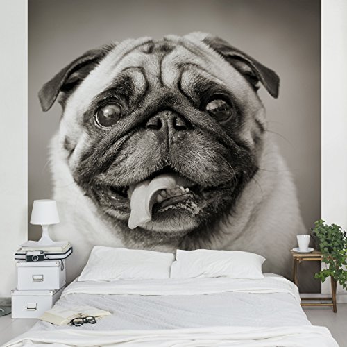 Apalis Kindertapeten Vliestapeten Lustiger Mops Fototapete Quadrat | Vlies Tapete Wandtapete Wandbild Foto 3D Fototapete für Schlafzimmer Wohnzimmer Küche | Größe: 240x240 cm, grau, 95374 von Apalis