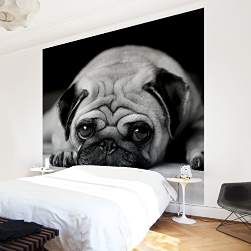 Apalis Kindertapeten Vliestapeten Pug Loves You II Fototapete Quadrat | Vlies Tapete Wandtapete Wandbild Foto 3D Fototapete für Schlafzimmer Wohnzimmer Küche | Größe: 240x240 cm, grau, 97926 von Apalis