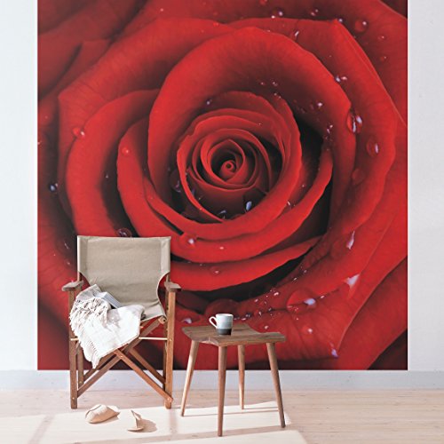 Apalis Rosentapete Vliestapete - Rote Rose mit Wassertropfen - Blumen Fototapete Quadrat | Vlies Tapete Wandtapete Wandbild Foto 3D Fototapete für Schlafzimmer Wohnzimmer Küche | Größe HxB:288x288cm von Apalis