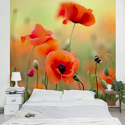 Apalis Vliestapete Blumentapete Roter Sommermohn Fototapete Quadrat | Vlies Tapete Wandtapete Wandbild Foto 3D Fototapete für Schlafzimmer Wohnzimmer Küche | Größe: 192x192 cm, rot, 97968 von Apalis