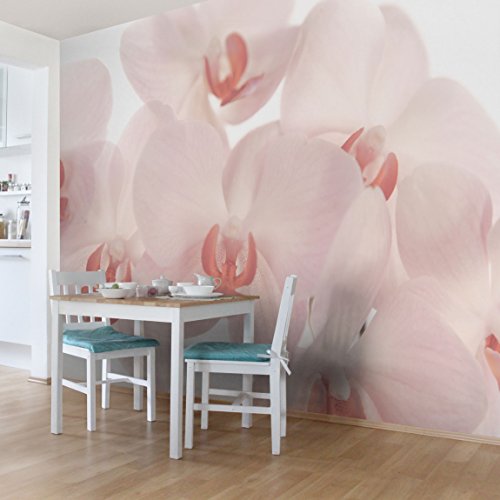 Apalis Fototapete Orchidee - Vliestapete - Svelte Orchids - Helle Orchideen Blumentapete Breit | Vlies Tapete Wandtapete Wandbild Foto 3D Fototapete für Schlafzimmer Wohnzimmer Küche | Größe HxB:225x336cm von Apalis