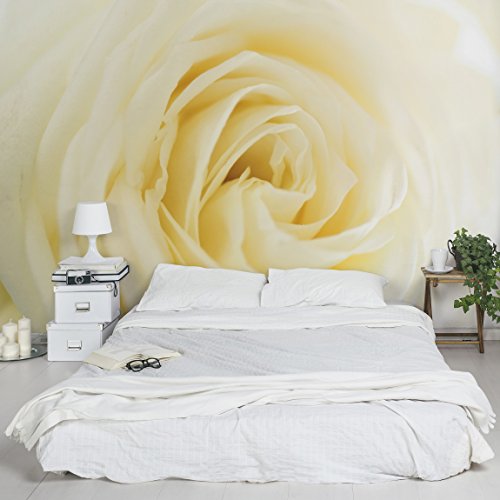 Apalis Vliestapete Blumentapete White Rose Fototapete Breit | Vlies Tapete Wandtapete Wandbild Foto 3D Fototapete für Schlafzimmer Wohnzimmer Küche | gelb, 94863 von Apalis