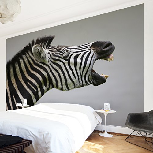 Apalis Vliestapete Brüllendes Zebra Fototapete Breit | Vlies Tapete Wandtapete Wandbild Foto 3D Fototapete für Schlafzimmer Wohnzimmer Küche | grau, 94554 von Apalis
