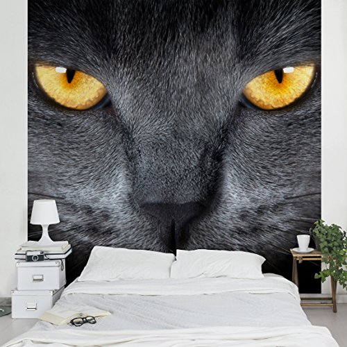 Apalis Vliestapete Cats Gaze Fototapete Quadrat | Vlies Tapete Wandtapete Wandbild Foto 3D Fototapete für Schlafzimmer Wohnzimmer Küche | Größe: 288x288 cm, gelb, 97540 von Apalis