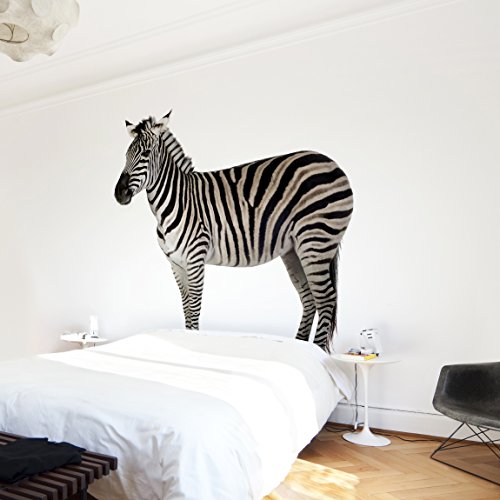 Apalis Vliestapete Dickes Zebra Fototapete Quadrat | Vlies Tapete Wandtapete Wandbild Foto 3D Fototapete für Schlafzimmer Wohnzimmer Küche | Größe: 240x240 cm, mehrfarbig, 97585 von Apalis