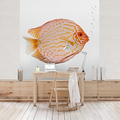 Apalis Vliestapete Diskusfisch Fototapete Quadrat | Vlies Tapete Wandtapete Wandbild Foto 3D Fototapete für Schlafzimmer Wohnzimmer Küche | Größe: 192x192 cm, mehrfarbig, 97591 von Apalis