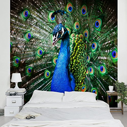 Apalis Vliestapete Edler Pfau Fototapete Quadrat | Vlies Tapete Wandtapete Wandbild Foto 3D Fototapete für Schlafzimmer Wohnzimmer Küche | Größe: 192x192 cm, blau, 95317 von Apalis