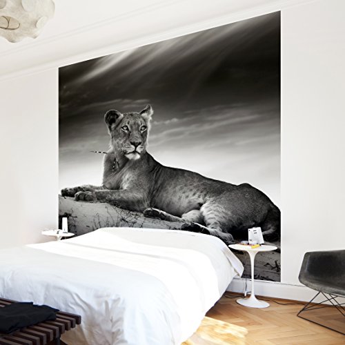 Apalis Vliestapete Resting Lion Fototapete Quadrat | Vlies Tapete Wandtapete Wandbild Foto 3D Fototapete für Schlafzimmer Wohnzimmer Küche | Größe: 192x192 cm, schwarz, 97959 von Apalis