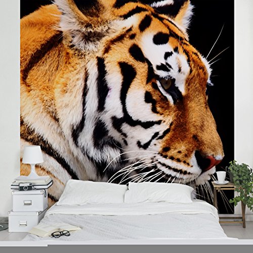 Apalis Vliestapete Tiger Schönheit Fototapete Quadrat | Vlies Tapete Wandtapete Wandbild Foto 3D Fototapete für Schlafzimmer Wohnzimmer Küche | Größe: 192x192 cm, orange, 98081 von Apalis