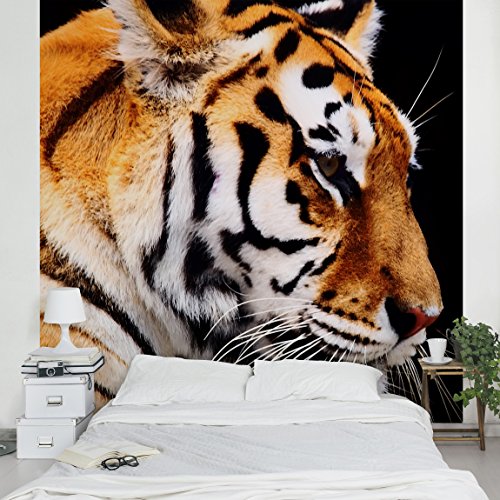 Apalis Vliestapete Tiger Schönheit Fototapete Quadrat | Vlies Tapete Wandtapete Wandbild Foto 3D Fototapete für Schlafzimmer Wohnzimmer Küche | Größe: 240x240 cm, orange, 98081 von Apalis