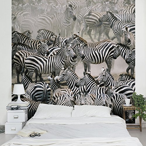 Apalis Vliestapete Zebraherde Fototapete Quadrat | Vlies Tapete Wandtapete Wandbild Foto 3D Fototapete für Schlafzimmer Wohnzimmer Küche | Größe: 192x192 cm, grau, 95513 von Apalis