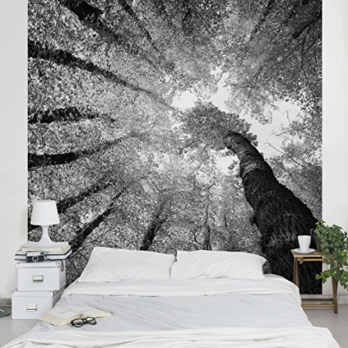 Apalis Waldtapete Vliestapete Bäume des Lebens II Fototapete Quadrat | Vlies Tapete Wandtapete Wandbild Foto 3D Fototapete für Schlafzimmer Wohnzimmer Küche | Größe: 192x192 cm, grau, 95267 von Apalis