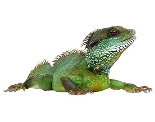 Apalis Wandtattoo No.139 Grüner Leguan I Tier Wüste Dschungel Echse Leguan von Apalis