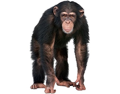 apalis Wandtattoo No.290 Aufmerksamer AFFE Tiere Regenwald Primat Schimpanse Banane von Apalis