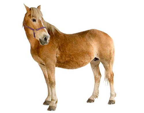 apalis Wandtattoo No.308 Haflinger Pferd Pony Tier Braun Reiten von Apalis