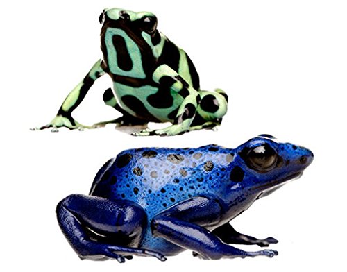 apalis Wandtattoo No.383 Two Exotic Frogs Set Frosch Giftig Bunt Regenwald Reptil von Apalis