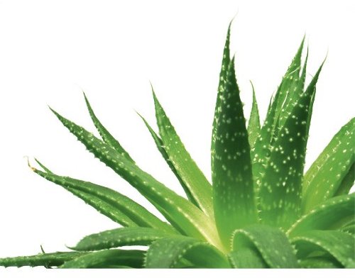 apalis Wandtattoo No.607 Aloe Vera Aloe Vera Kaktus Wüste Pflanze Stacheln Aloe Vera von Apalis