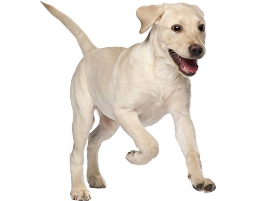 apalis Wandtattoo No.650 Labradorwelpe WandSticker WandTattoo Hunde Hündchen Freunde von Apalis