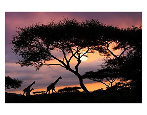 Fensterfolie Sichtschutz Fensterbild Safari in Afrika Aufkleber 54 x 81cm von Apalis